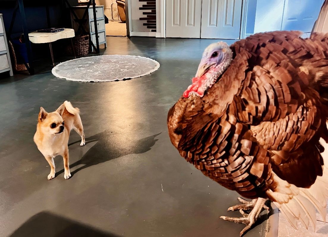 A Chihuahua looking at a Turkey